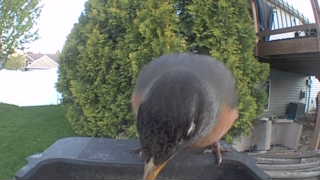 american robin