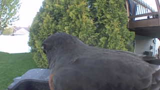 american robin