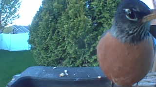 american robin