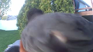 american robin