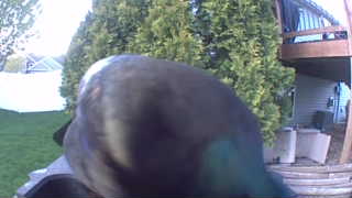 mallard