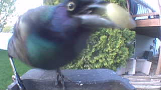 common grackle