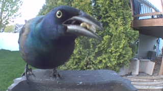 common grackle