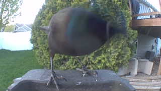 common grackle