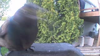 common grackle