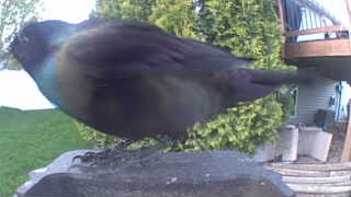 brewer's blackbird