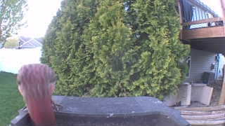 house finch