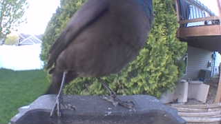 common grackle