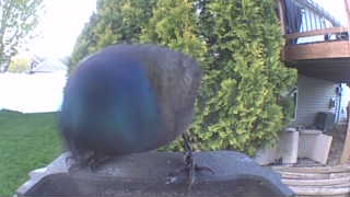 common grackle