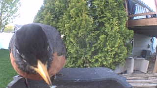 american robin