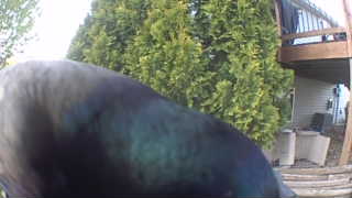 common grackle