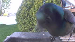 european starling