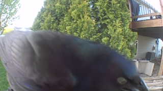 american crow