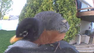 american robin