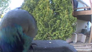 european starling