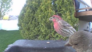 house finch