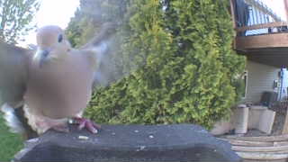 mourning dove