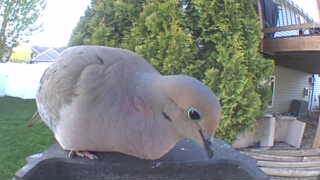 mourning dove