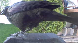 american crow