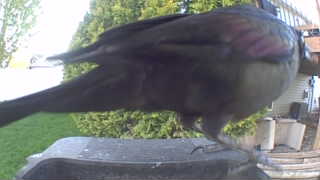 common grackle