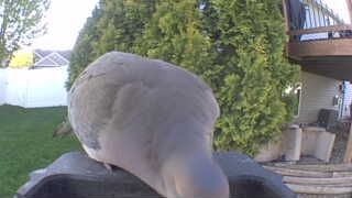 mourning dove