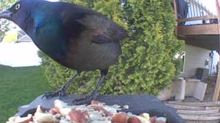 common grackle