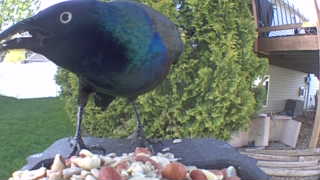 common grackle