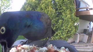 common grackle
