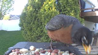 american robin