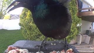 common grackle