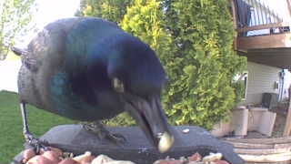 common grackle