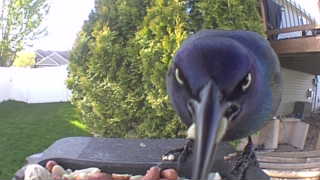 european starling