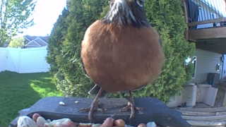 american robin