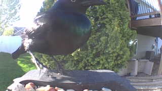 common grackle