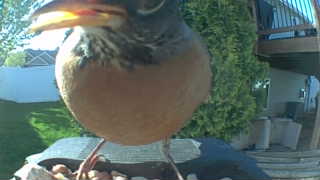 american robin