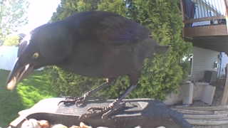 common grackle