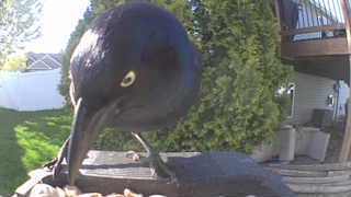 common grackle