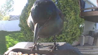 american crow