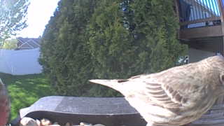house finch