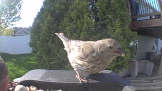 house sparrow
