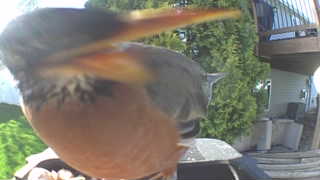 american robin