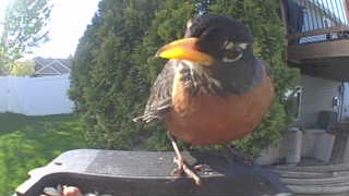 american robin