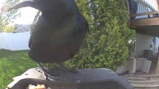common grackle