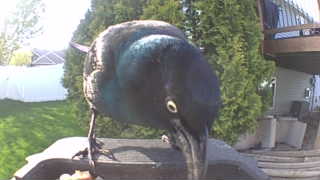 common grackle