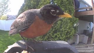 american robin