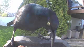 common grackle