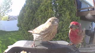 house finch