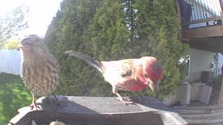 house finch