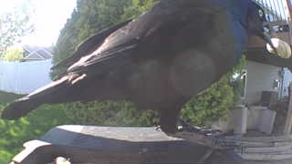 common grackle