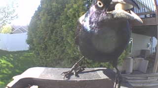 common grackle